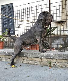 Mastino napoletano