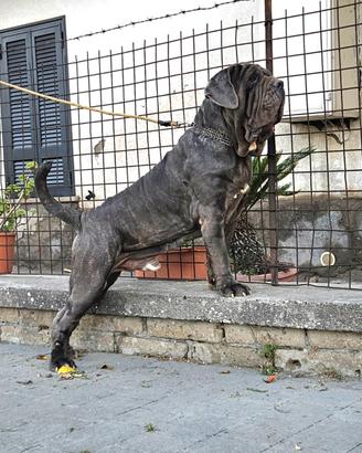 Mastino napoletano