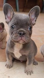 Bulldog francese blu tan