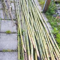CANNE BAMBÙ / TUTORI PER L'ORTO varie metrature