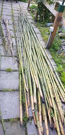 CANNE BAMBÙ / TUTORI PER L'ORTO varie metrature