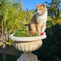 Una casa amorevole per splendido Gatto Rosso ?