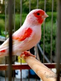 Canarini novelli 2025