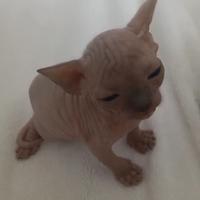 Esserino adorabile (sphynx)