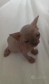 Esserino adorabile (sphynx)
