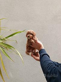 Cuccioli di barboncini toy