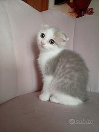 Cucciola di Scottish fold
