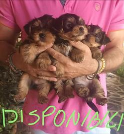 Cuccioli Yorkshire pronti per essere adottati