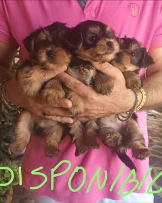 Cuccioli Yorkshire pronti per essere adottati