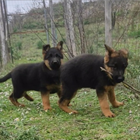 Pastore tedesco femmine