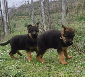 Pastore tedesco femmine