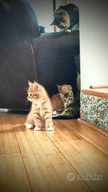 Gattini cuccioli incrocio Maine coon