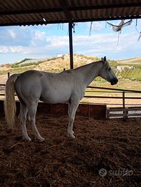 Cavallo siciliano