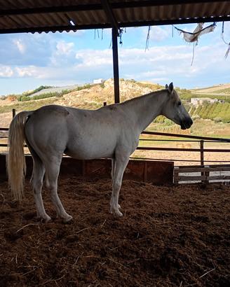 Cavallo siciliano