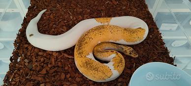 Super Pastel Clown Piebald 