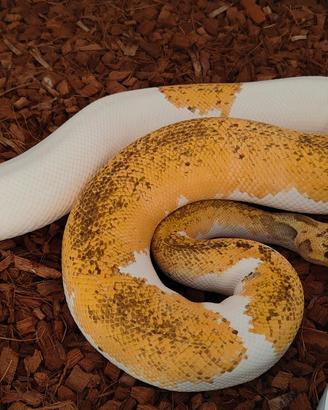 Super Pastel Clown Piebald 