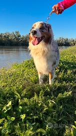 Pastore australiano da monta