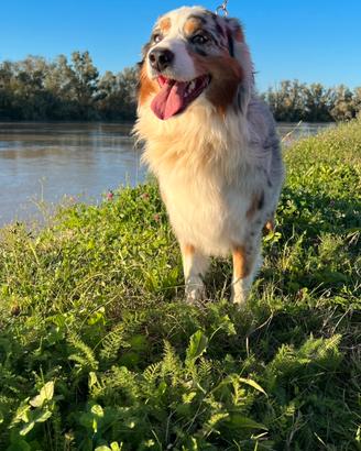 Pastore australiano da monta