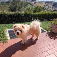 Chow Chow di razza di 3 anni