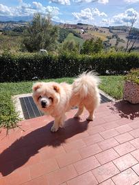 Chow Chow di razza di 3 anni