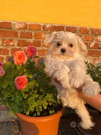 Maltese maschietto con pedigree