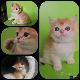 2 meravigliosi cuccioli maschi british shorthair