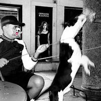 Pitpull 6messi maschio bravo