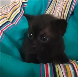 Gattini allevati in casa