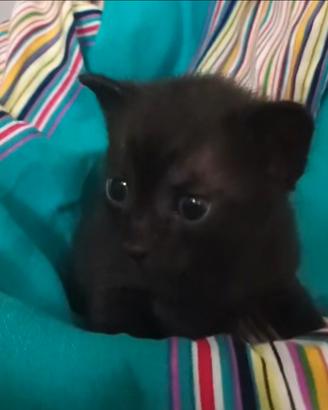Gattini allevati in casa