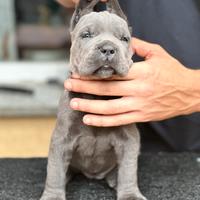 Cuccioli cane corso grigi