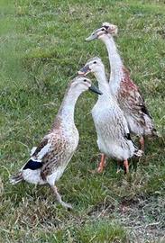 Anatre corritrici indiane