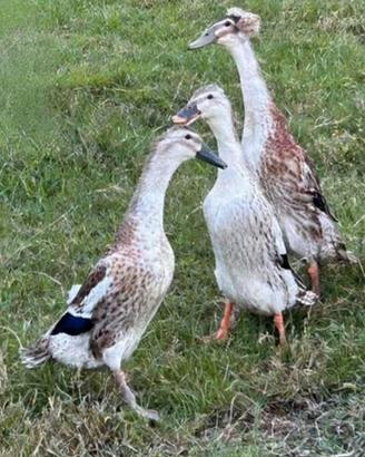 Anatre corritrici indiane