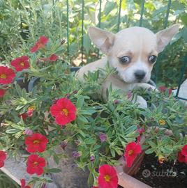 Chihuahua Toy e Miny Toy