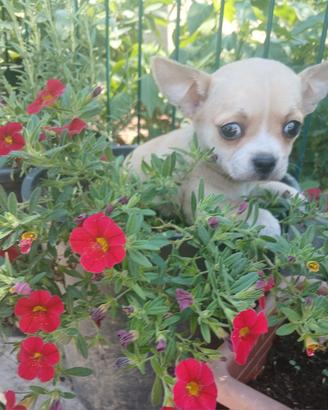 Chihuahua Toy e Miny Toy