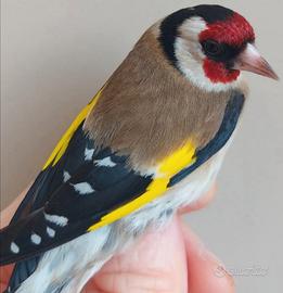 Uccelli