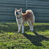 Accoppiamento Akita inu
