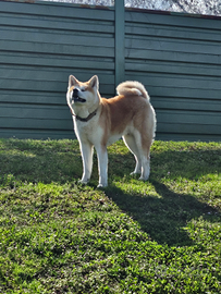Accoppiamento Akita inu