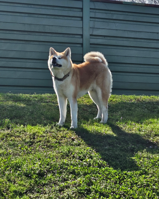 Accoppiamento Akita inu