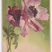 36 cartoline non viaggiate C. Klein