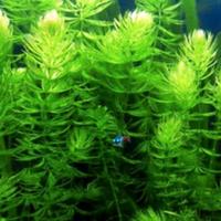 Porzione di 7 rami di Ceratophyllum demersum