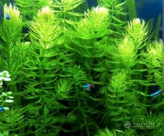 Porzione di 7 rami di Ceratophyllum demersum
