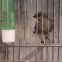 Ciuffato tedesco maschio