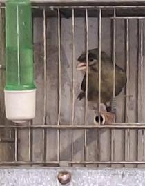 Ciuffato tedesco maschio