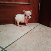 Bulldog Francese con pedigree Enci