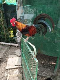 Galletti nani e gallinelle nane
