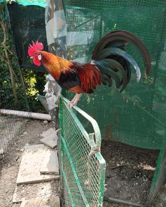 Galletti nani e gallinelle nane