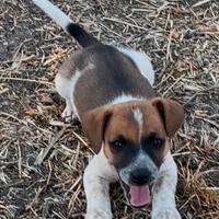 Cuccioli jack russel