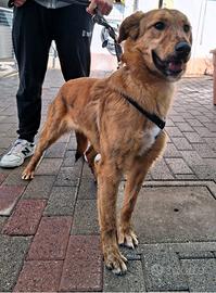 Paprika cagnolina meticcia