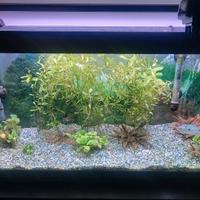 Acquario 80lt filtro esterno con Mobile e accessor