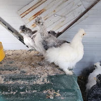 Morosetas - galline ornamentali